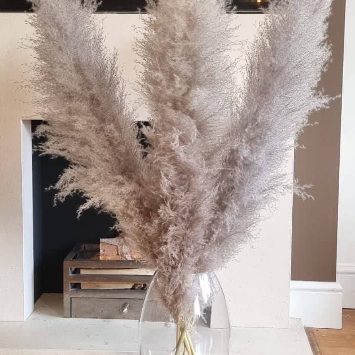 LoveProducts Ltd – Großhandel Getrocknete/gepresste Blumen – Großes Pampasgras natürliches dunkelgraues getrocknetes Blumendekor2