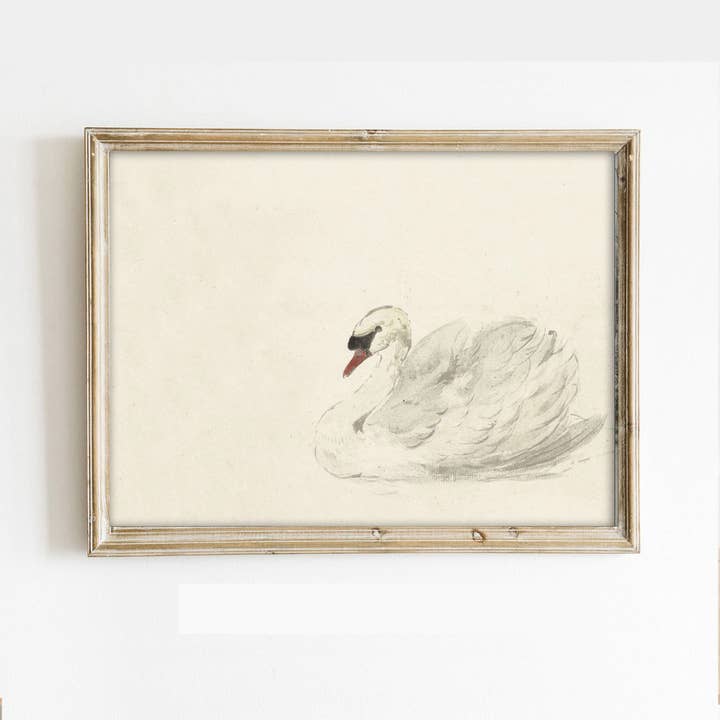 Vintage Swan Sketch Art Print for wholesale by Paper House Print Shop