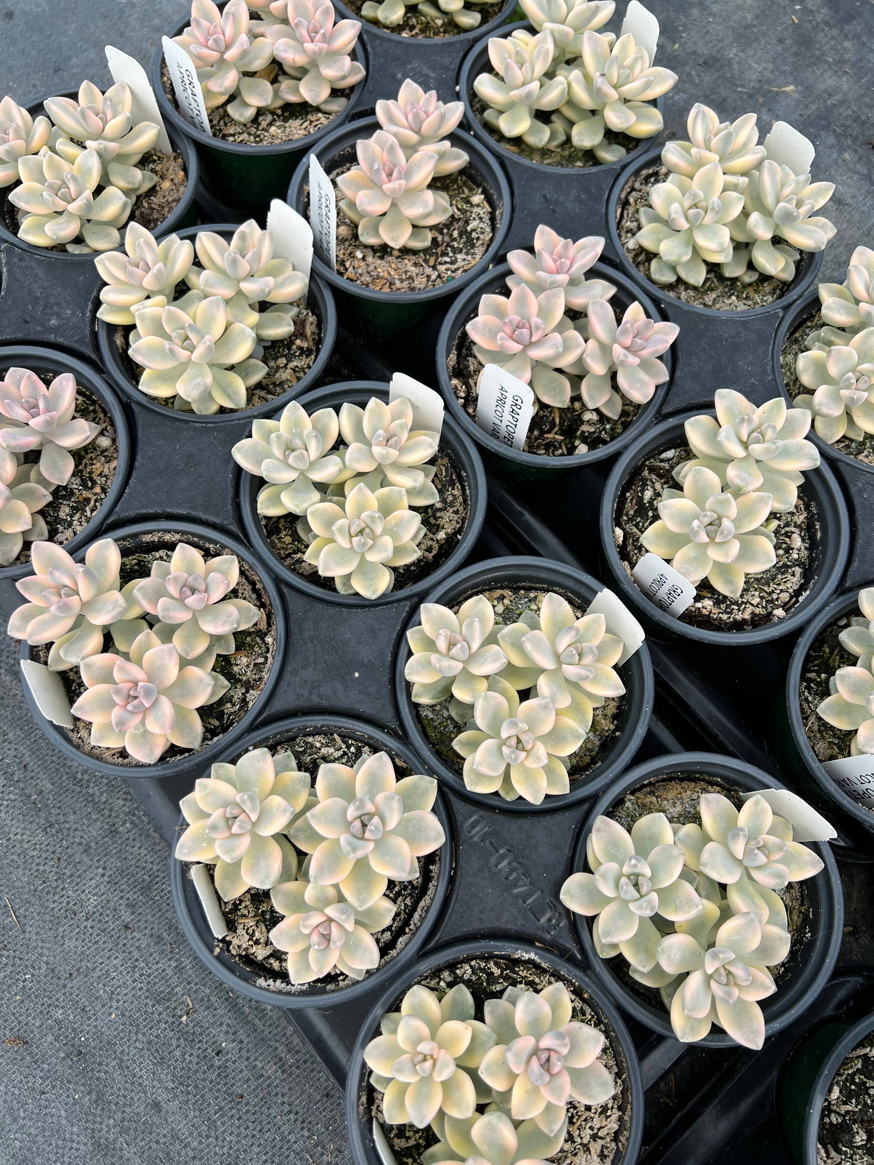 Dutch Touch Growers - Wholesale Succulent - 10 - Assorted Live 4" Rooted Succulents9