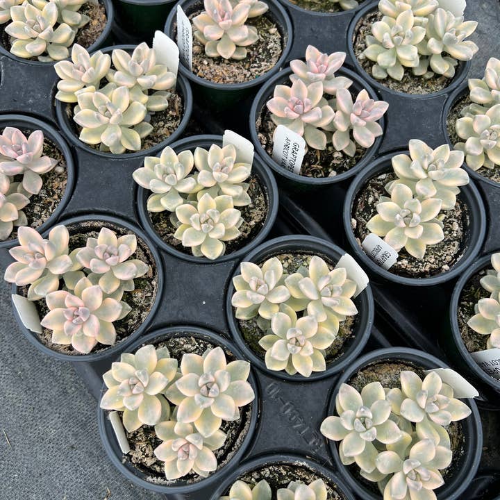 Dutch Touch Growers - Wholesale Succulent - 10 - Assorted Live 4" Rooted Succulents9