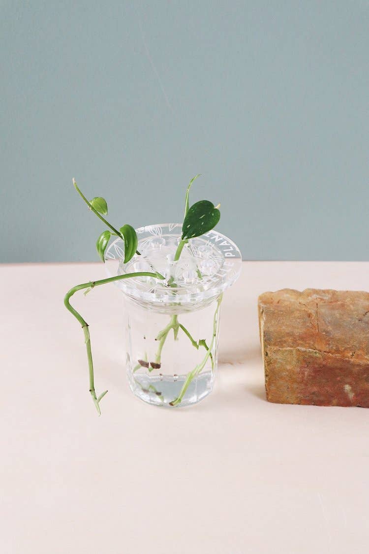 Greenterior – Engroshandel Plantekrukke – Bobche - Smuk plante1