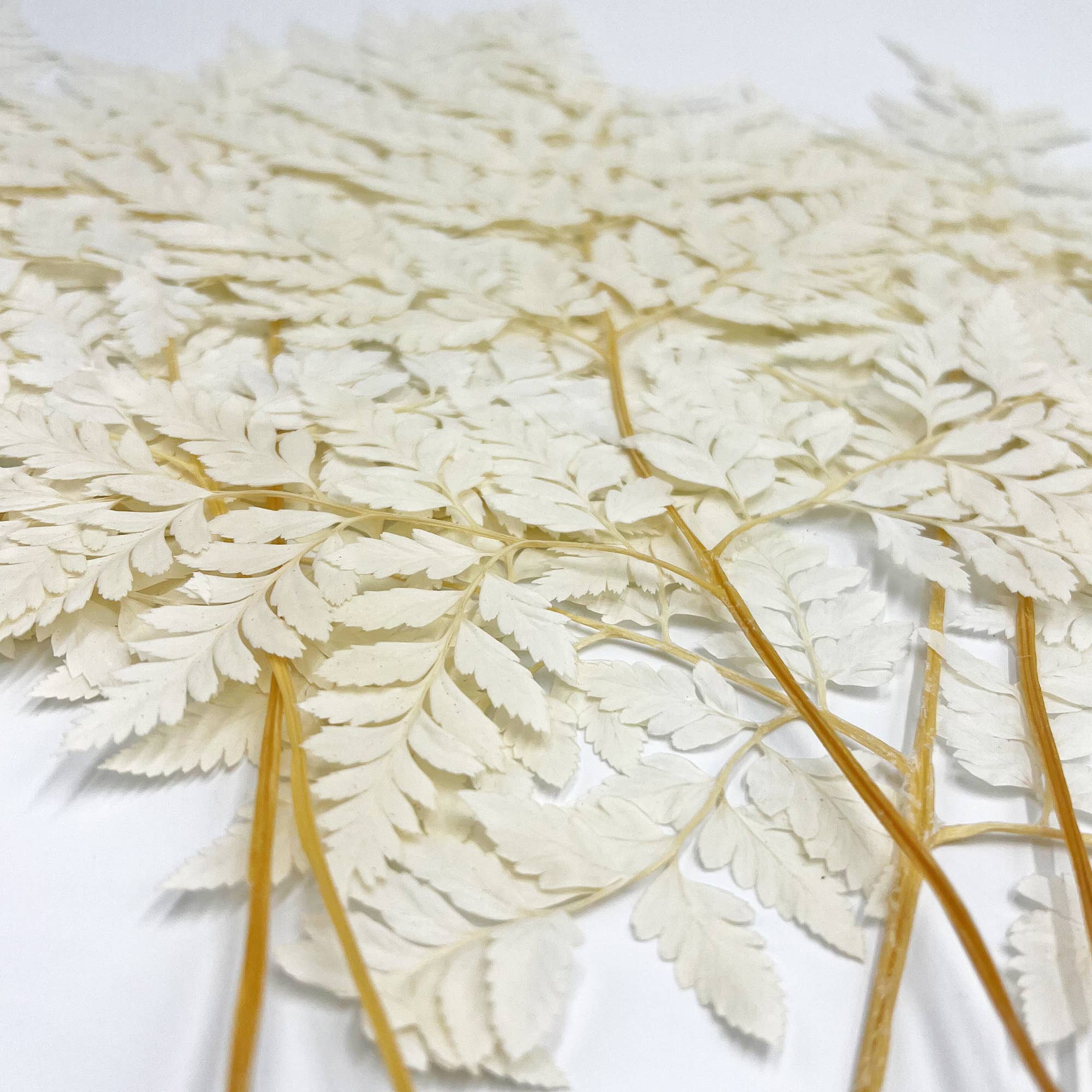 2626 Designs - Vente Fleur séchée/pressée - Fougère Davallia Mariesii séchée et préservée5