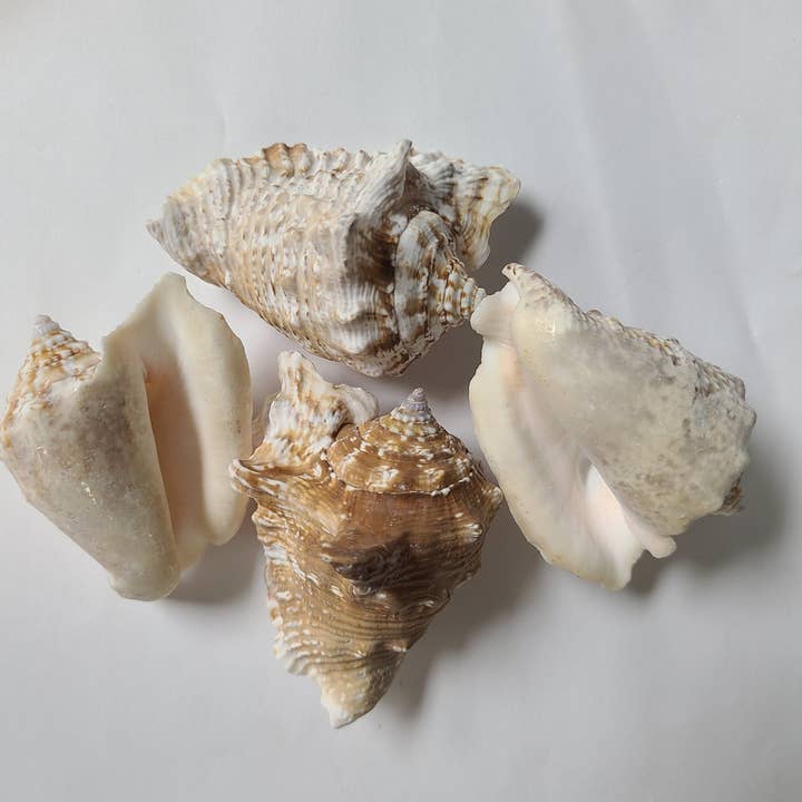 STROMBUS HAWKING for wholesale by Darlene's Shells