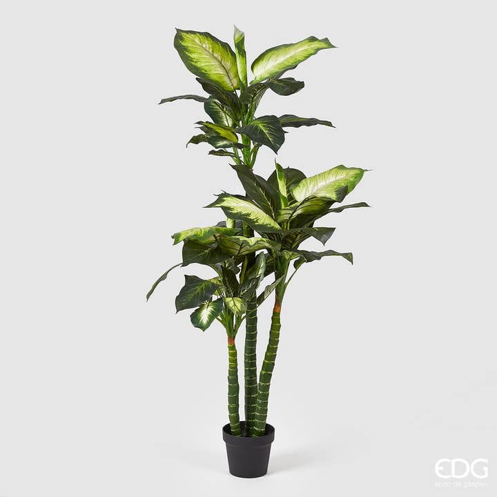 DIEFFENBACHIA C/POT voor wholesale door edg