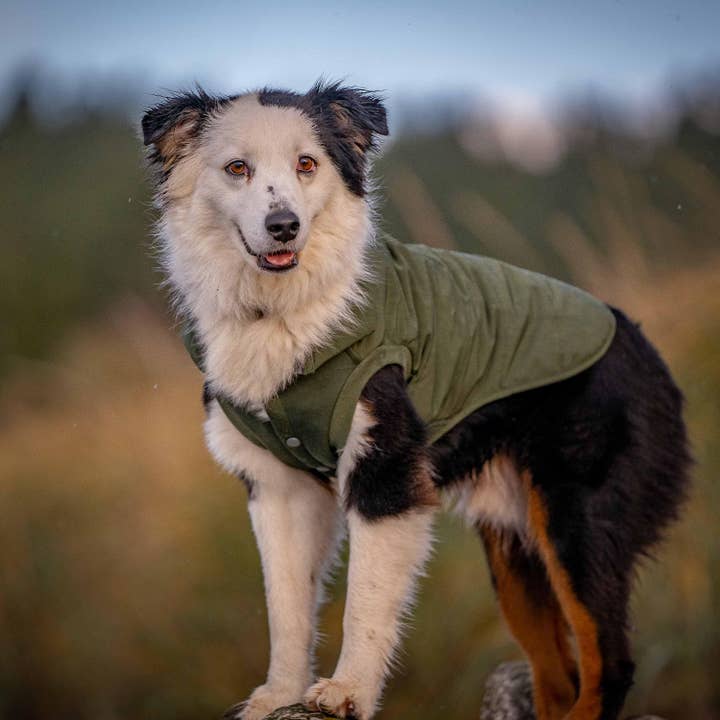 Blueberry Pet - Wholesale Pet Jacket - Dog - 5 Colors, Windproof Quilted Dog Puffer Jackets