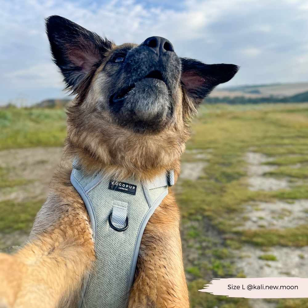 Cocopup London - Wholesale Tuig voor huisdieren - Hond - Verken Harness - Salie Tweed27