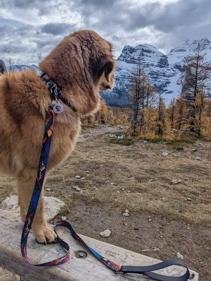 Laisse Midnight Sun pour la vente par woof and stuff