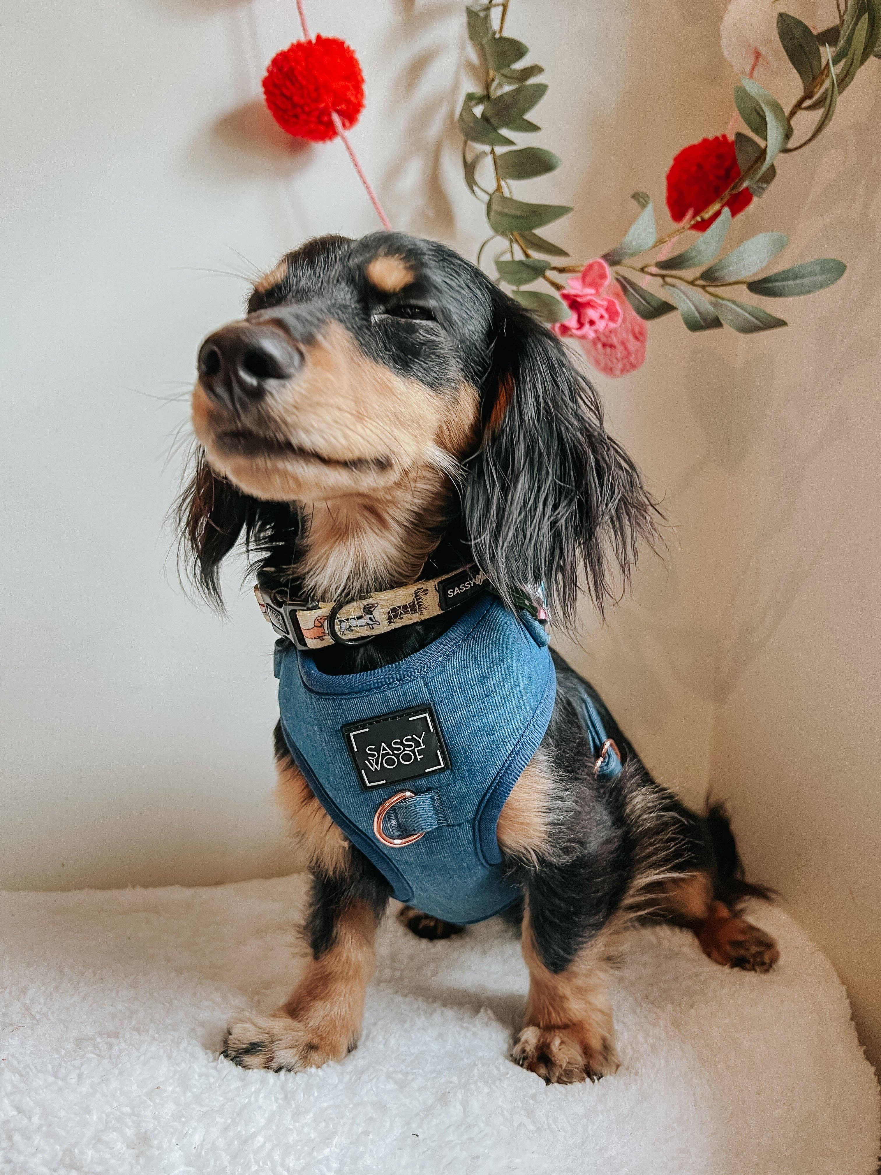 SASSY WOOF - Wholesale Pet Harness - Dog - Dog Adjustable Harness - Denim13