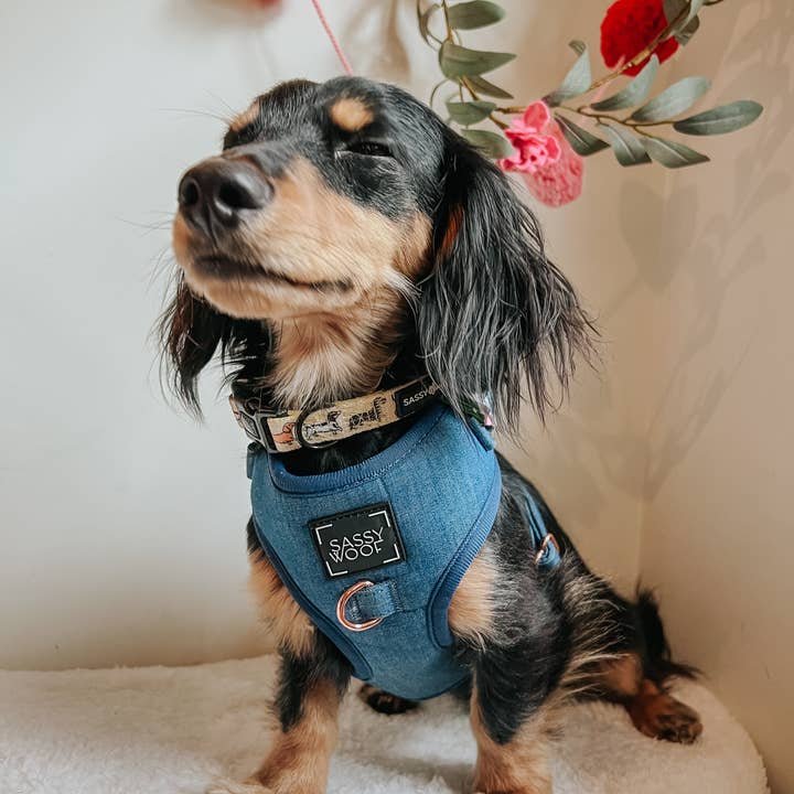 SASSY WOOF - Wholesale Pet Harness - Dog - Dog Adjustable Harness - Denim13