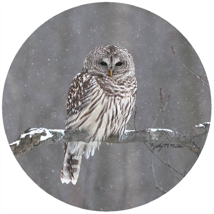 KM Barred Owl for wholesale by Andreas