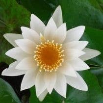 Wetplants - Wholesale Live Plant - Growers Choice Tropical Water Lily (Day Blooming)6