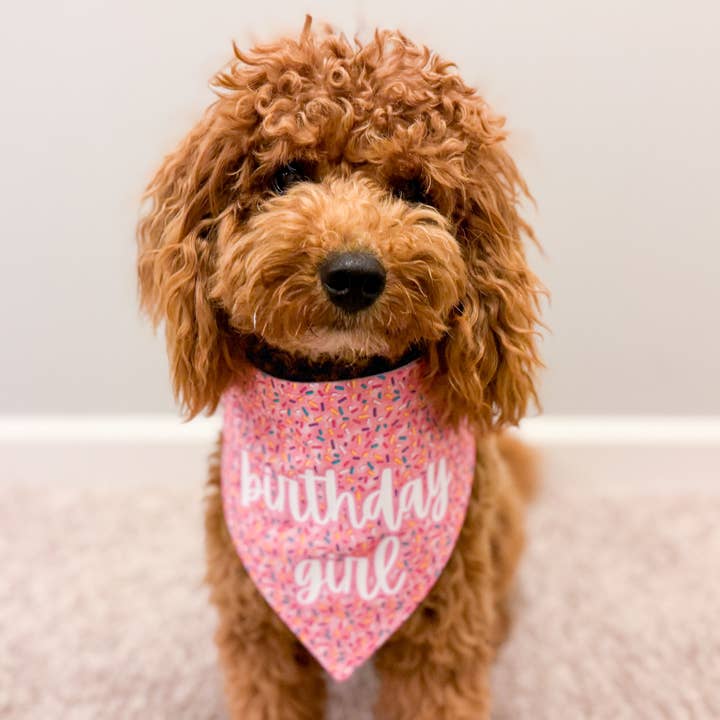 BibbyBubby - Wholesale Pet Bandana - Dog - Birthday Girl "Pink Sprinkles" Dog Bandana
