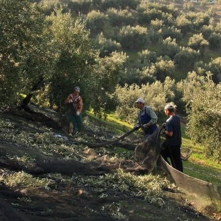 Zayti L.T.D.M - Wholesale Olive Oil - Extra virgin olive oil from Morocco 500ml3