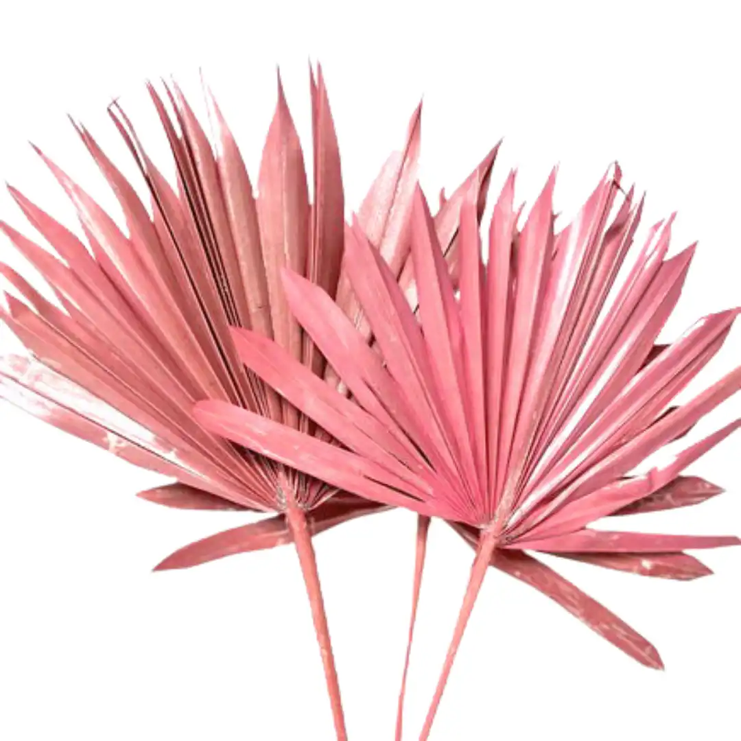 Botanico Ltd. – wholesale Torkade/pressade blommor – Kungspalm Sol4