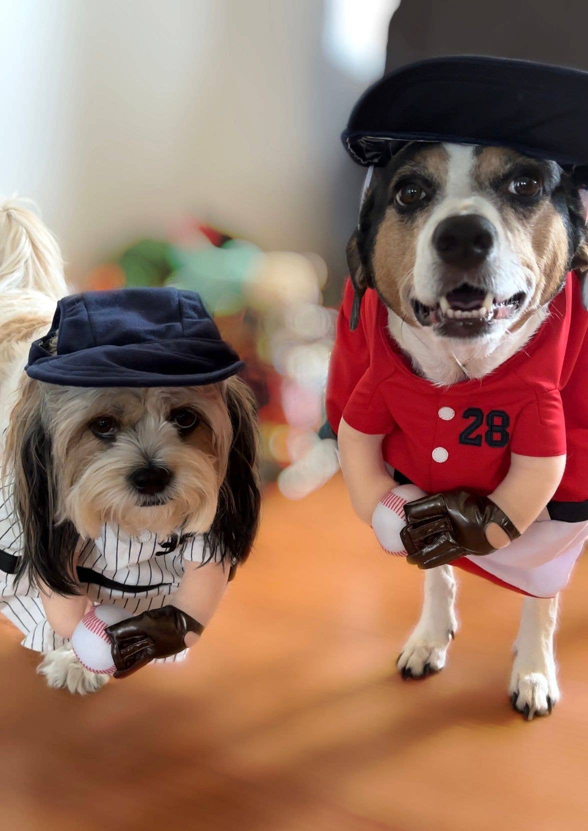 Show & Tail – wholesale Dräkt - Hund – Husdjurskläder - The Home Ruff5