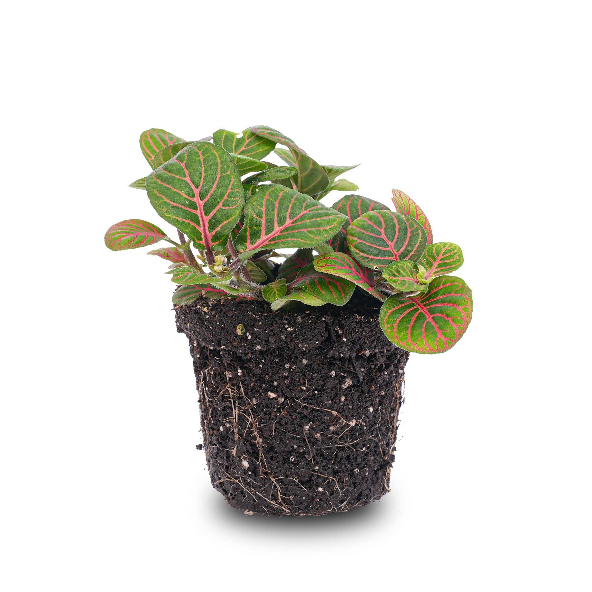 Trendhero.nl/b2b - Wholesale Live Plant - Fittonia Bubble Red - Red and green - Mosaic plant