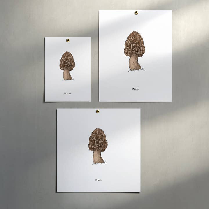 The Ugly Cat Studio - Wholesale Art Print - Morel Mushroom - Botanical Art Poster Print