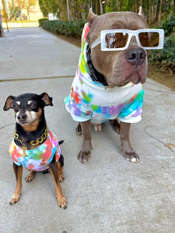Pastel Rainbow Pet Tee|Tie Dye Dog for wholesale by Shanna's Tie Dye