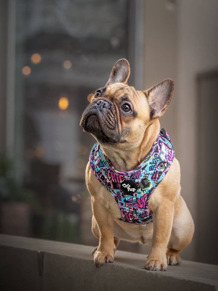 Funhouse - Harness for wholesale by CitiPup Ltd