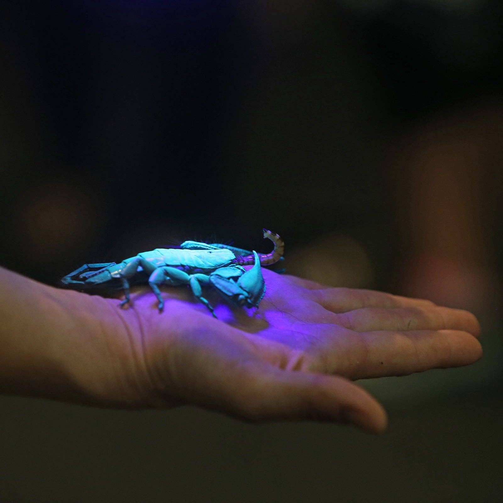 LitezAll - Wholesale Flashlight - LitezAll Task Light with UV Flashlight4