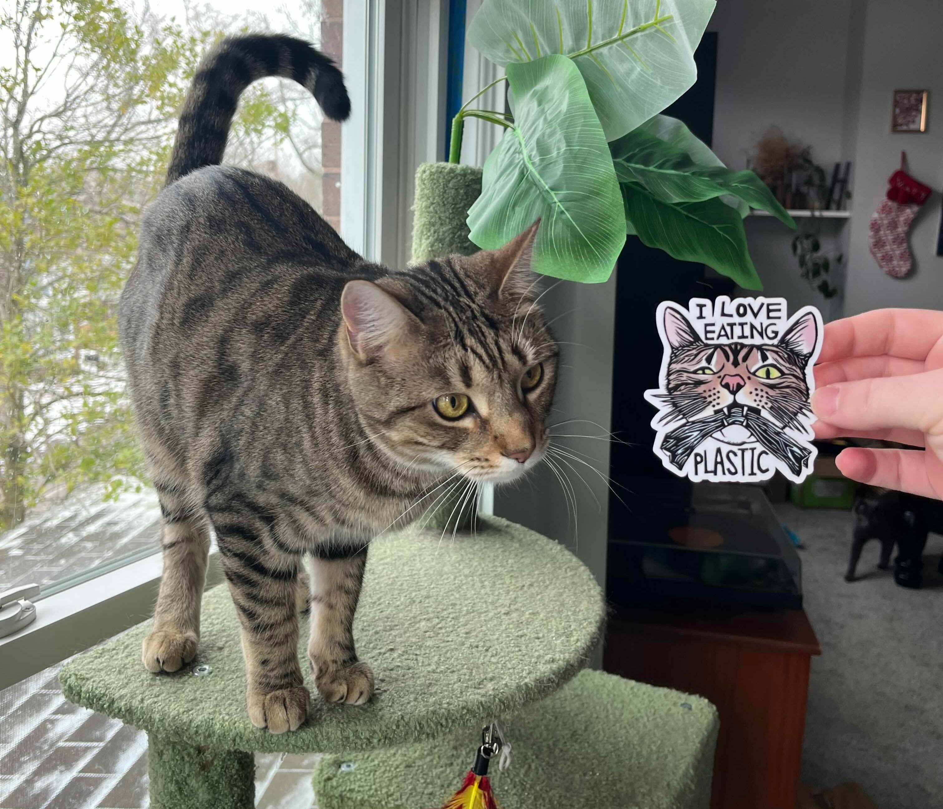 Morganite Press - Wholesale Sticker - I Love Eating Plastic Cat Sticker2