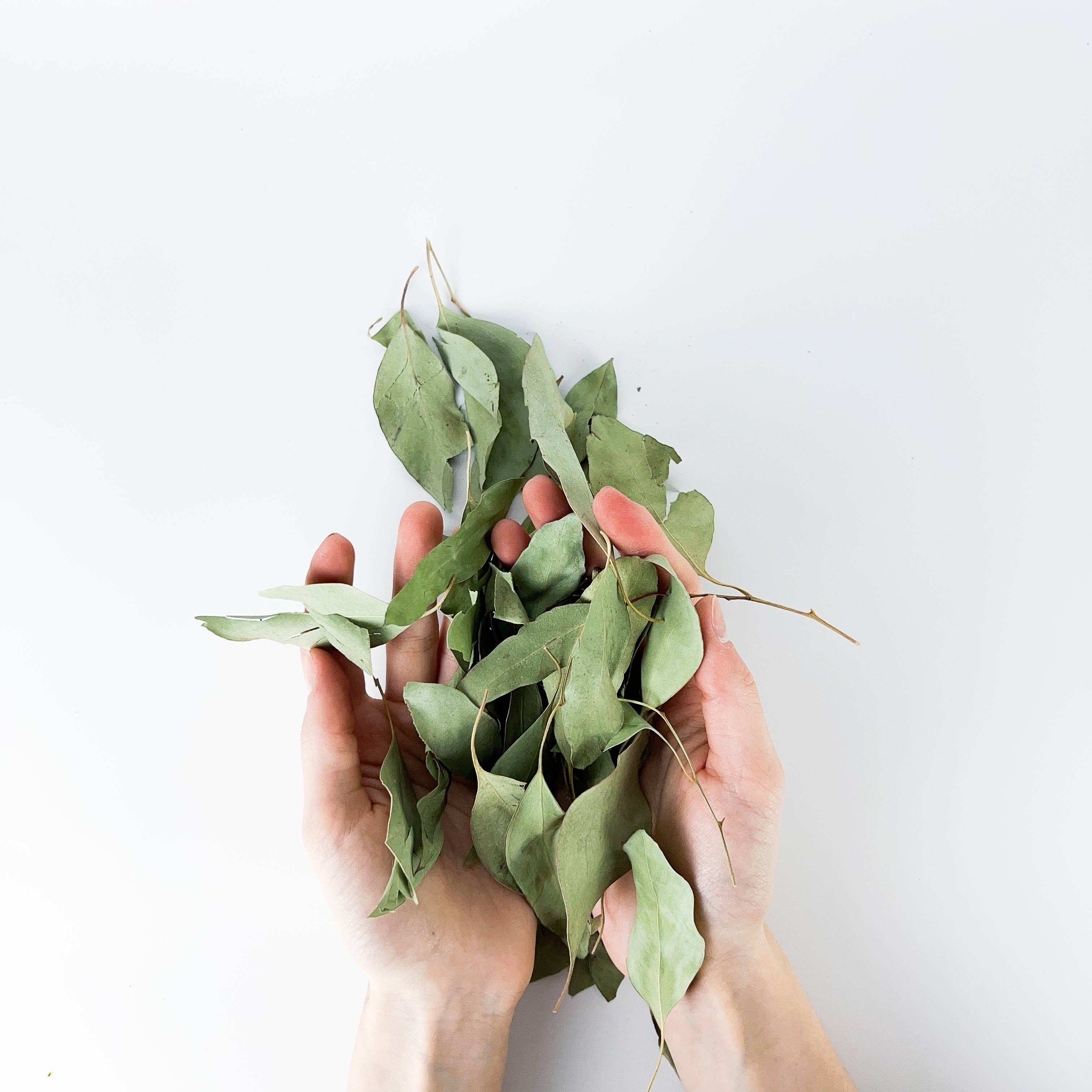 GREENROOTS USA LLC – Engroshandel Krydderurter – Eukalyptusblade 1 oz3