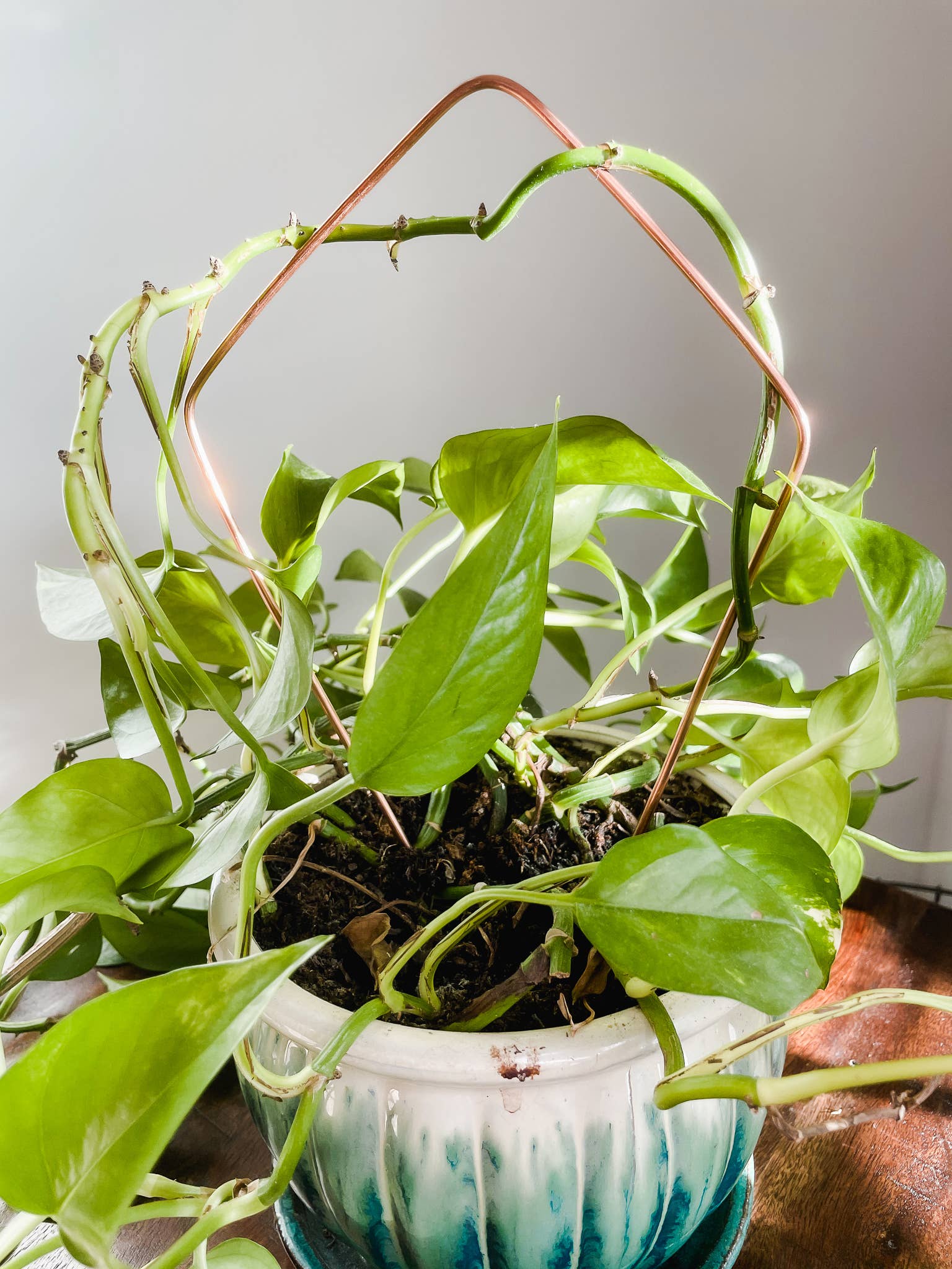 Above The Soil - Wholesale Trellis - Kite Copper Plant Trellis2