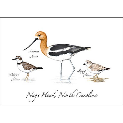 3 Shore Birds Everyday Greeting Card for wholesale by Earth Sky + Water