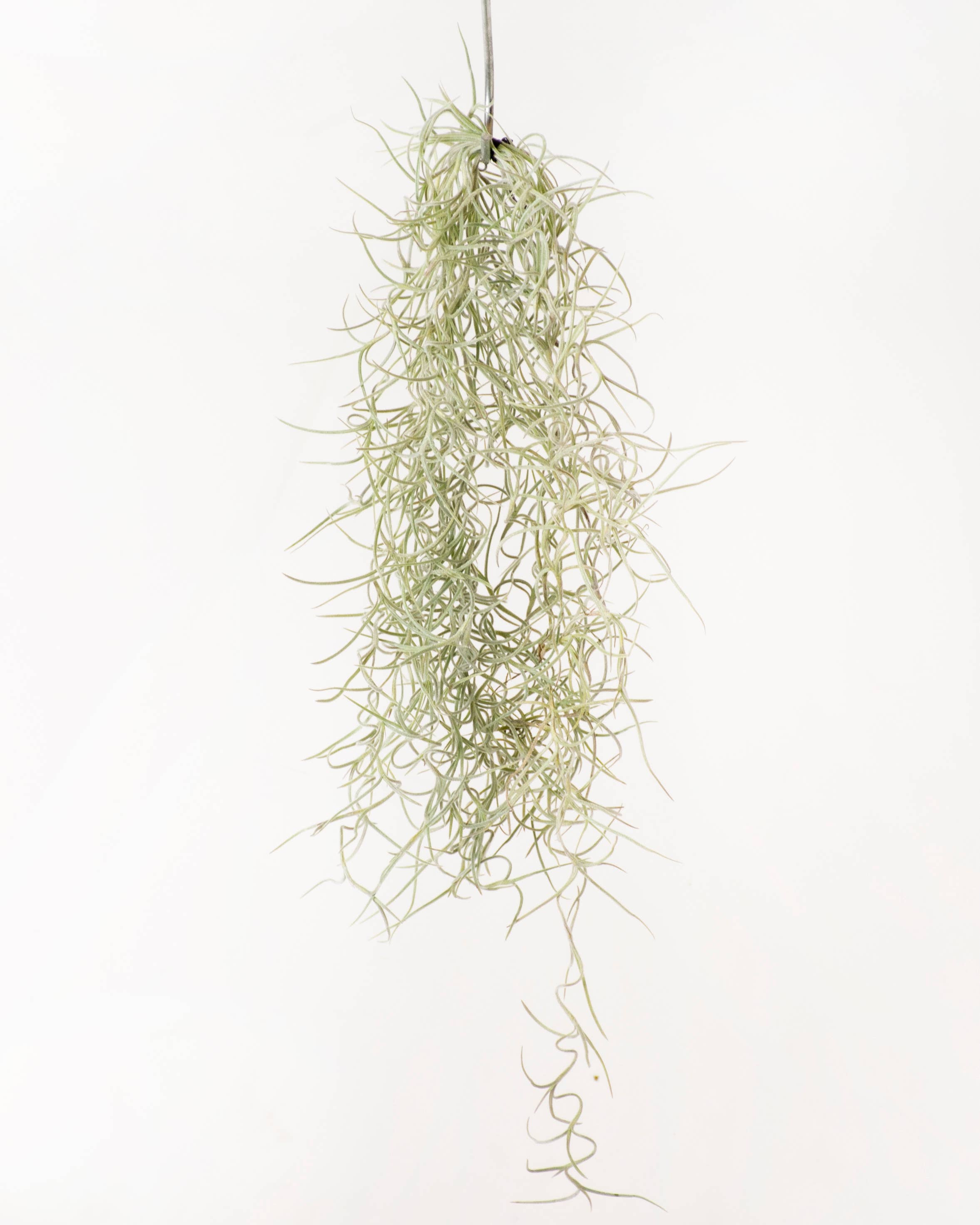 SuperMoss - Wholesale Live Plant - Tillandsia Usneoides Air Plant (Live Spanish Moss)