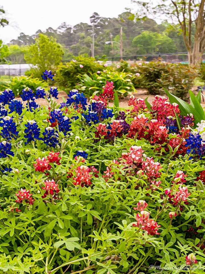 Watercolor Digital Prints - Multi-Color Bluebonnets for wholesale by My Curly Adventures