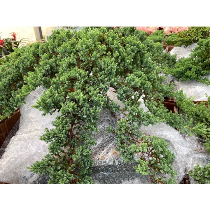 Genévrier en céramique à bonsaï de 15 po pour la vente par Triad Plants