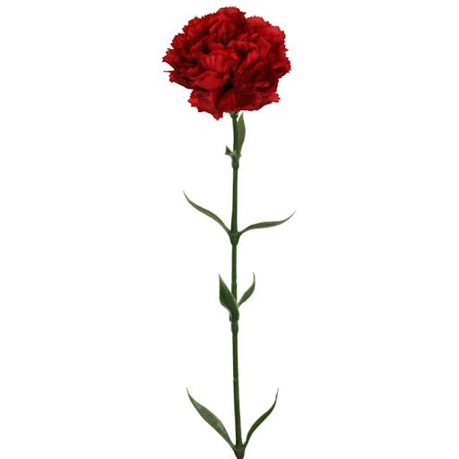 Floratexx - Wholesale Artificial Flowers - carnation 66 cm red