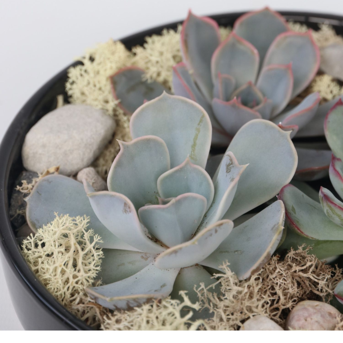 Oasis of Life - Wholesale Succulent - Succulent Garden Mix Black – Echeveria Lilacina without roots – Height 8cm – Decorative bowl Ø20cm with decorative stones – Easy-care living succulent – Modern table decoration for home & office3