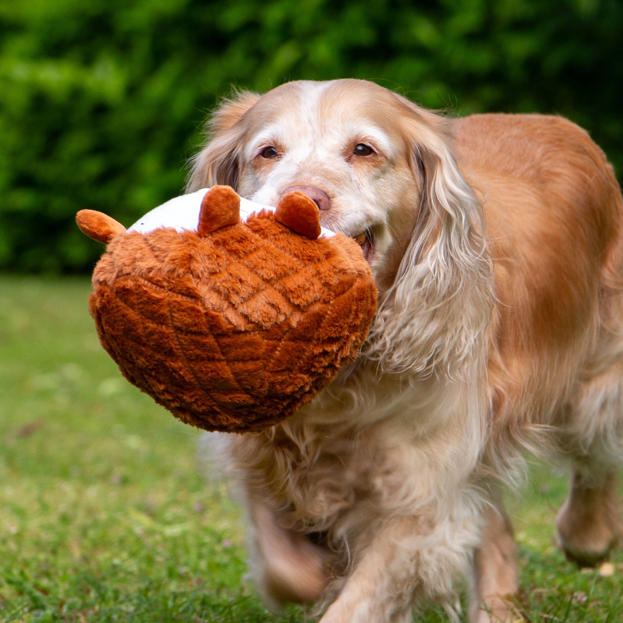 Ancol Pet Products Ltd - Vendita all'ingrosso Peluche - Cani - Playtime, giocattolo da coccolare per cani, trapuntato, motivo: animale del bosco6