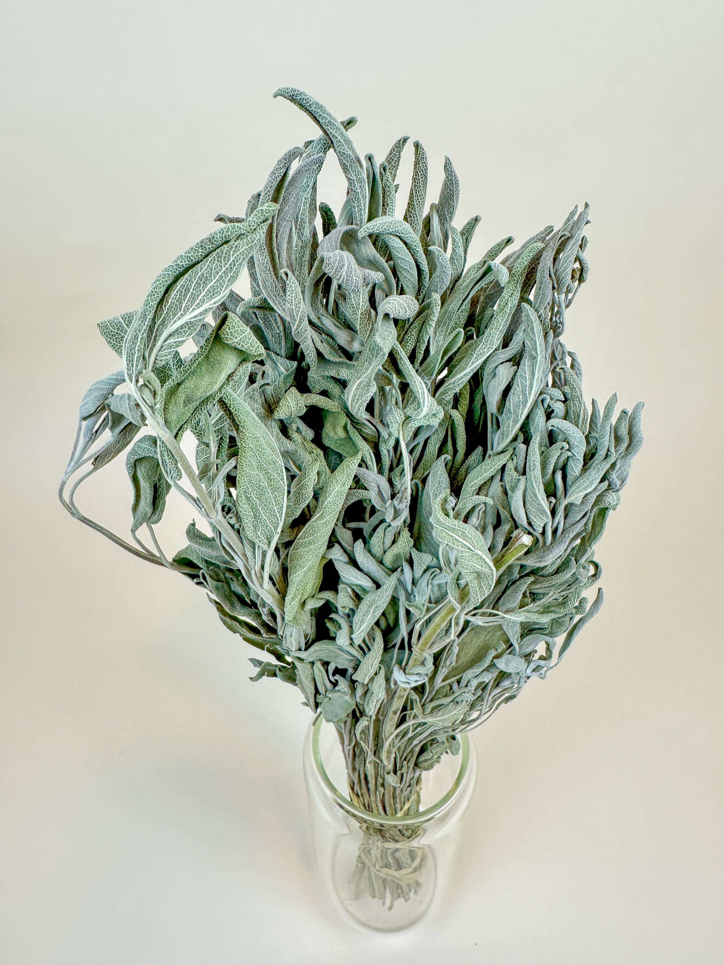 Lovejoy Farms Premium Dried Flowers - Wholesale Dried/Pressed Flowers - Sage – Naturally Dried Filler3