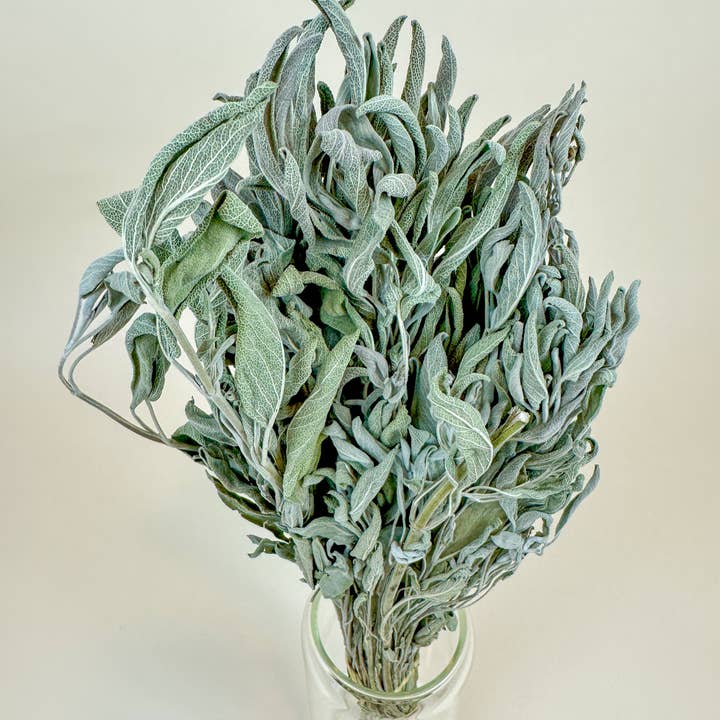 Lovejoy Farms Premium Dried Flowers - Wholesale Dried/Pressed Flowers - Sage – Naturally Dried Filler3