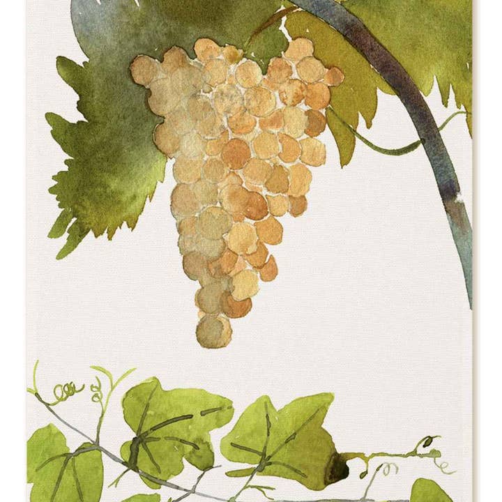 Kitchen Towels "Grapes", 100% Made in Italy and other Purchase Wholesale grapes. Free Returns & Net 60 Terms on Faire trending on Faire.