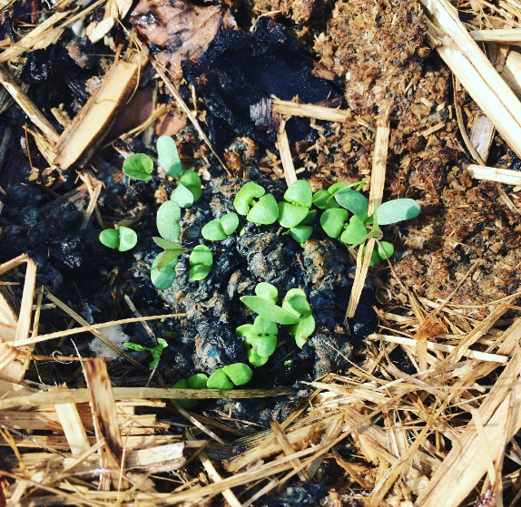 Lil'Bit Better – Engroshandel Plantefrø – Bi- og nyttige insektfrøbolde - 3 eller 6 pakker - Økologisk4