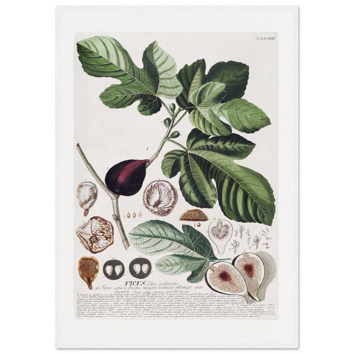 Maison de Paloma - Wholesale Art Print - Ficus8
