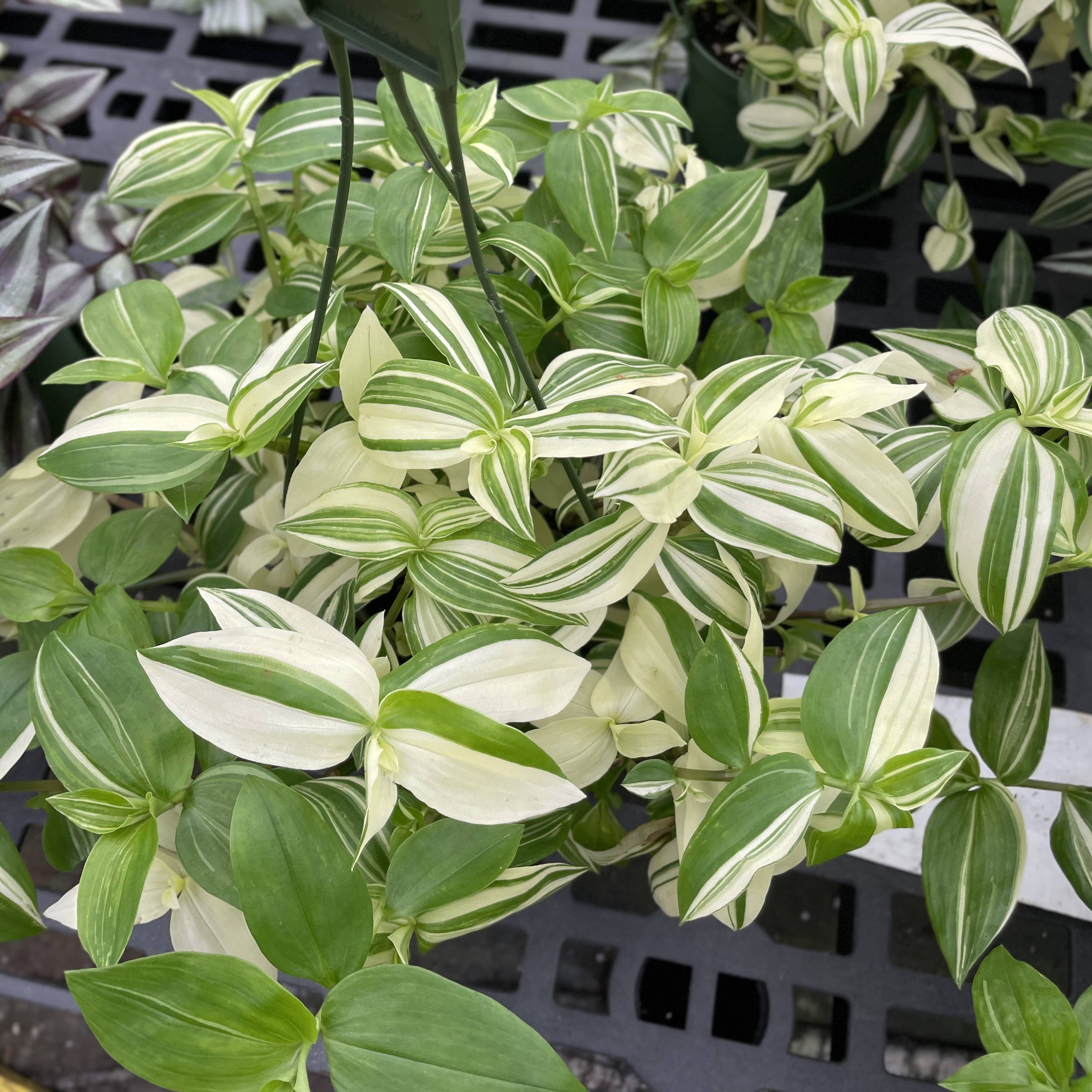 Thorsen's Greenhouse - Wholesale Live Plant - Tradescantia Hanging Basket - 6" Live Plant15