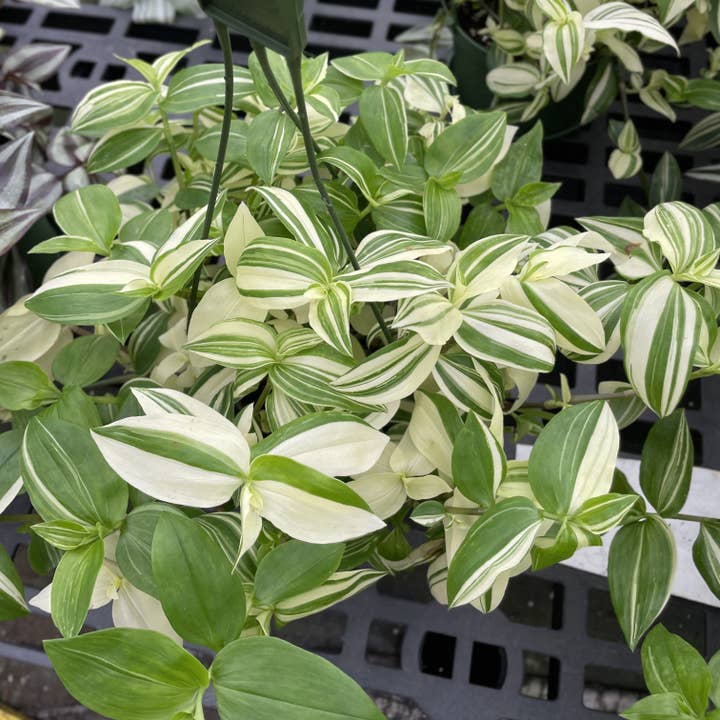 Thorsen's Greenhouse - Wholesale Live Plant - Tradescantia Hanging Basket - 6" Live Plant15