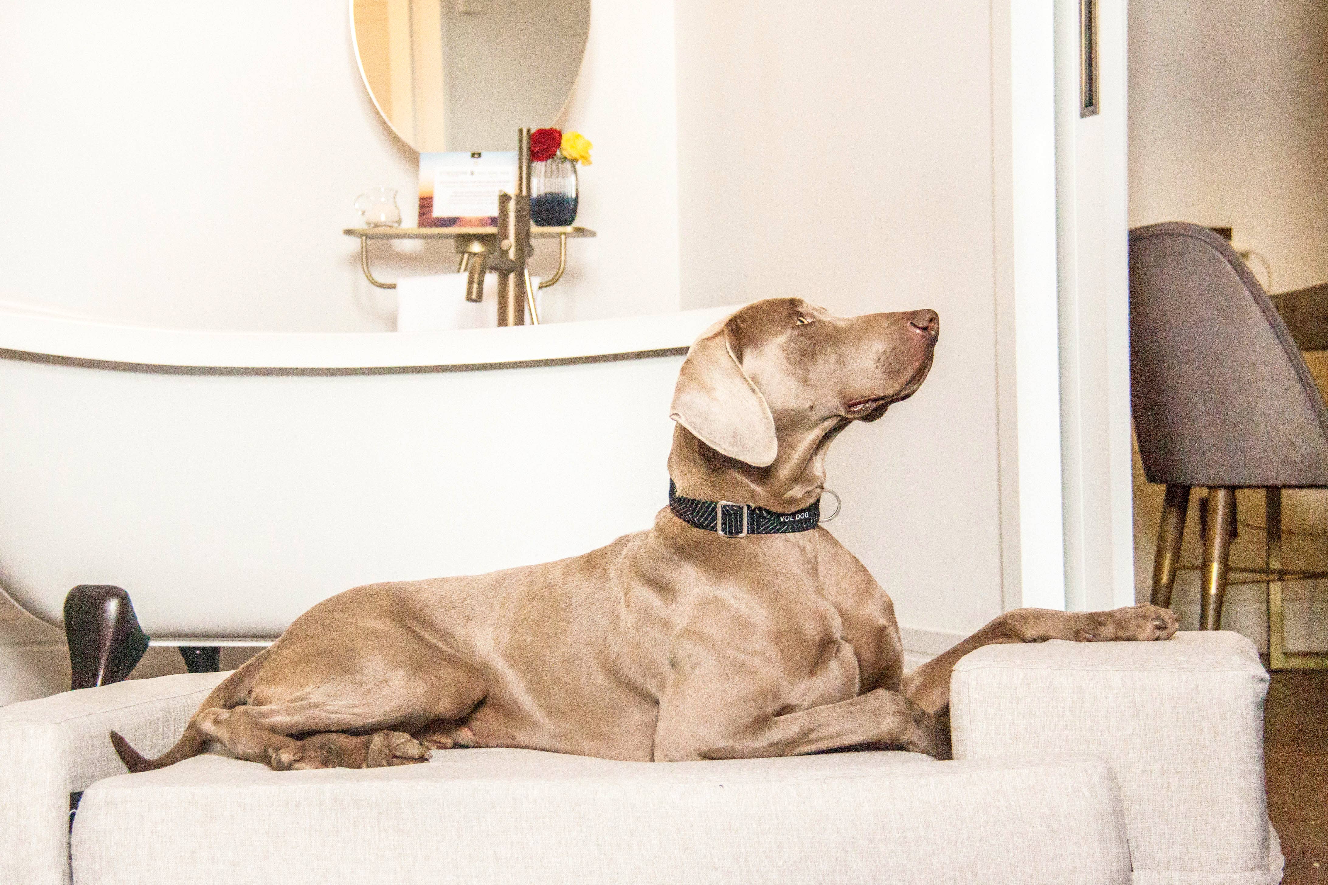 VOL DOG - Wholesale Pet Bed - Dog - Sofa Dog Bed Othopedic8