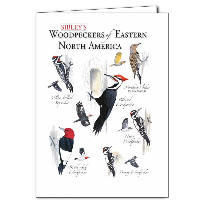 Sibley's Woodpeckers of E. NA for wholesale by Earth Sky + Water