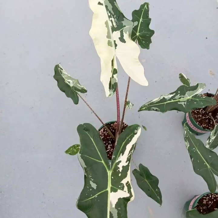 OrchidBox - Wholesale Live Plant - Alocasia "Sarian" variegated TC Plantlet | Rare Houseplant1