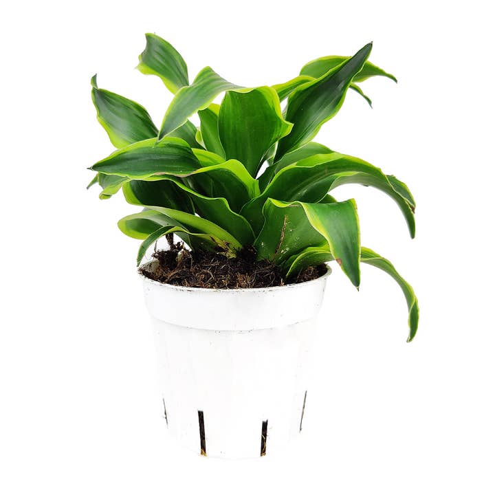 Best Plant Friend - Wholesale Live Plant - Dracaena Tornado - Houseplant For Beginners - 4in Grower Pot2