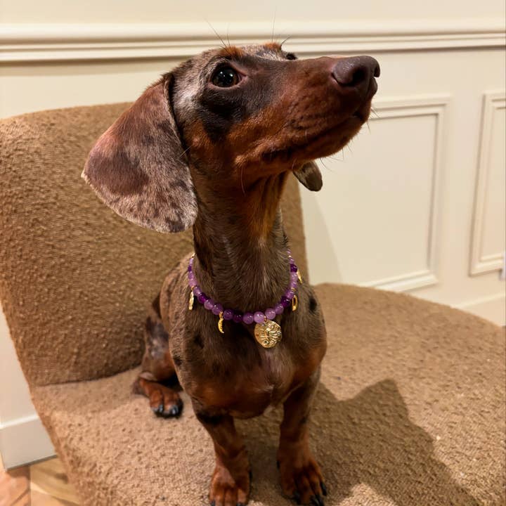 Aura - Vendita all'ingrosso Collare - Cani e gatti - Collana di perle per cane e gatto Veggente2