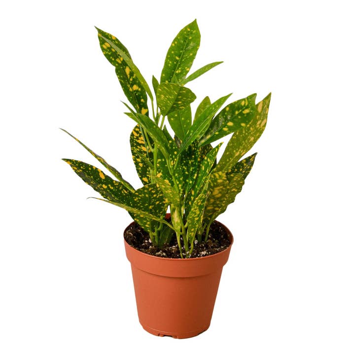 CROTON GOLD DUST 3-inch for wholesale by House Plant Wholesale