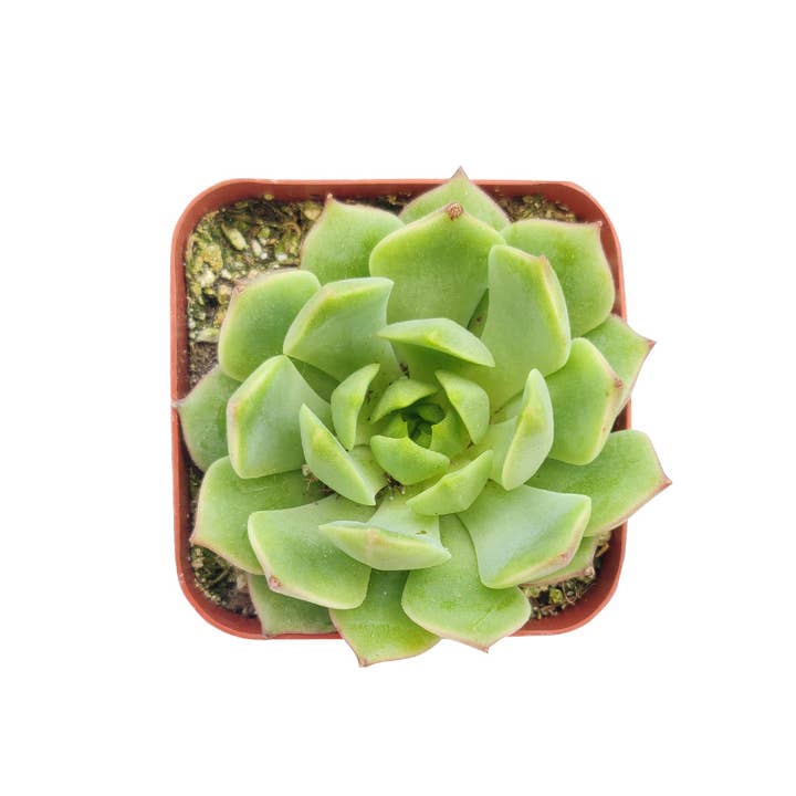 Best Plant Friend - Wholesale Succulent - Echeveria Ramillette - Live Green Succulents 2/4 inch Pot