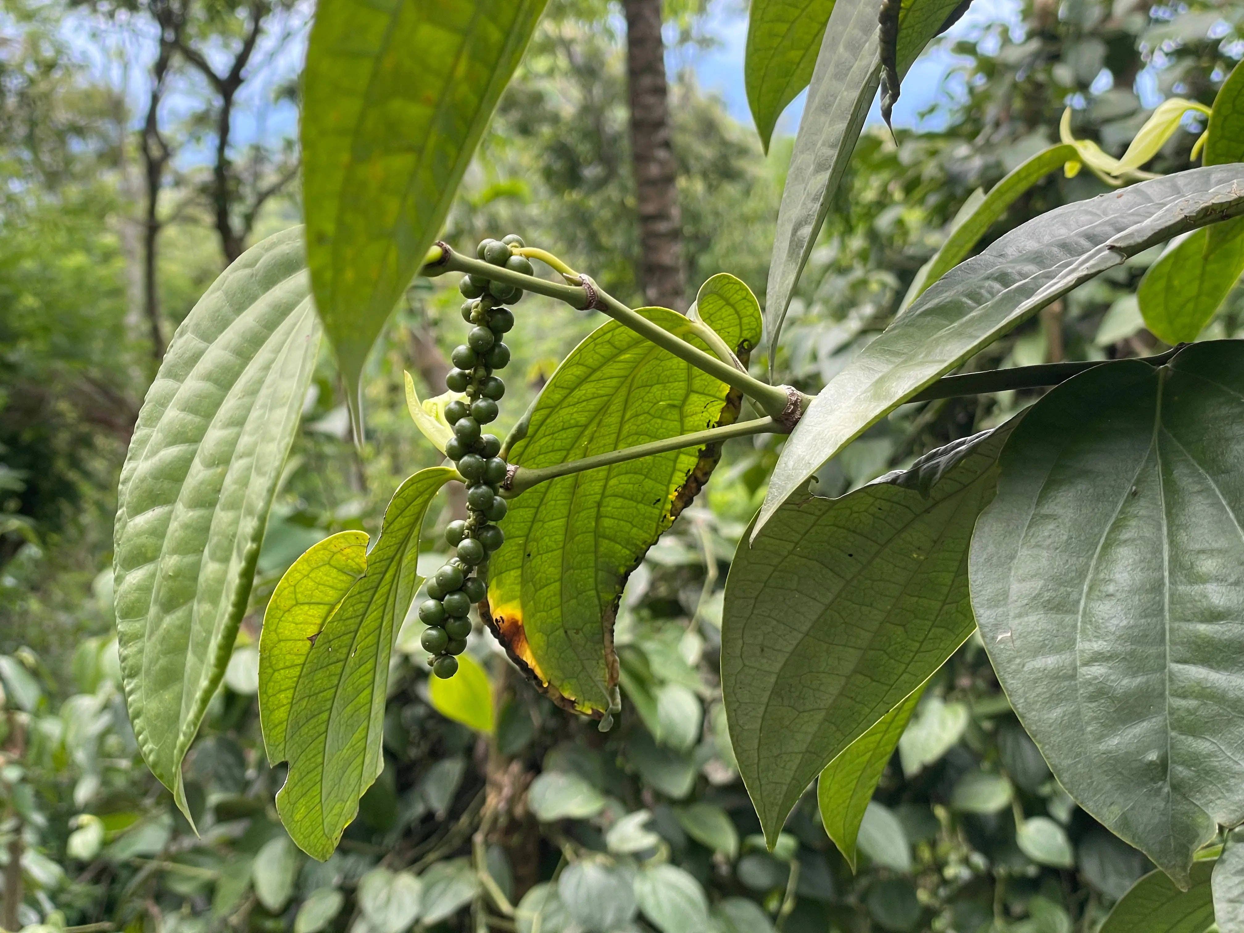 Raksha – wholesale Dried spice – Raksha Black Peppercorns2