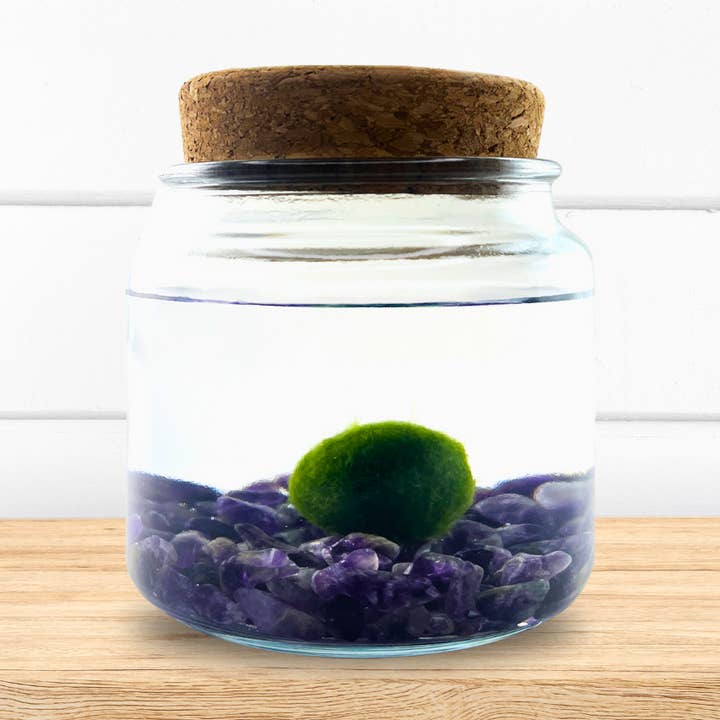 Large Marimo Moss Ball Terrarium with Amethyst Gemstones for wholesale by Moss Amigos | Moss Ball Terrariums